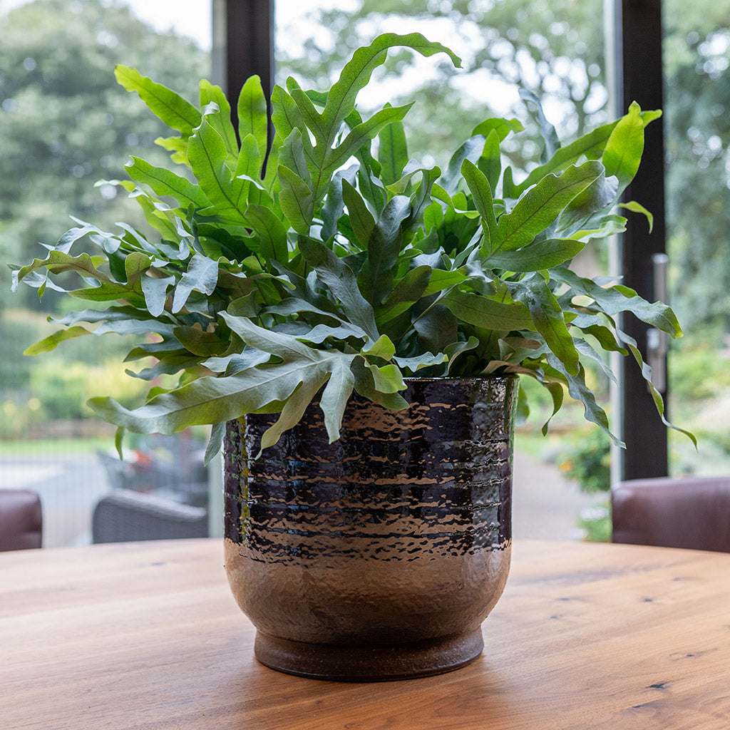 Jayla Plant Pot - Espresso & Blue Star Fern
