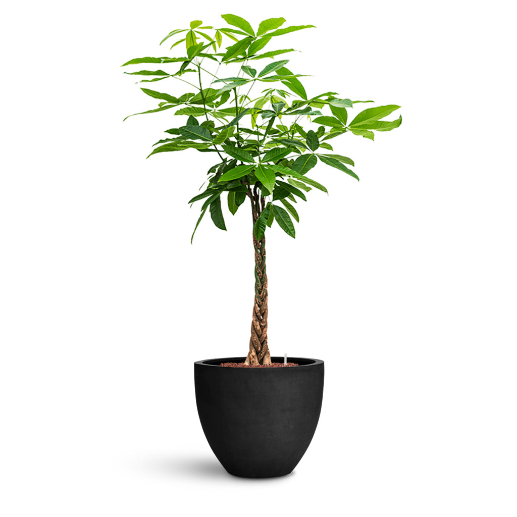 Jesslyn Natural Planter - Medium Plant Display