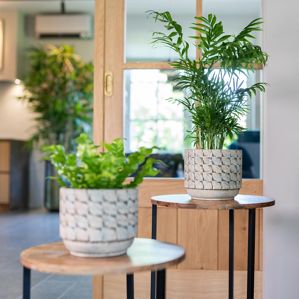 Jim Plant Pots - Shell & Houseplants