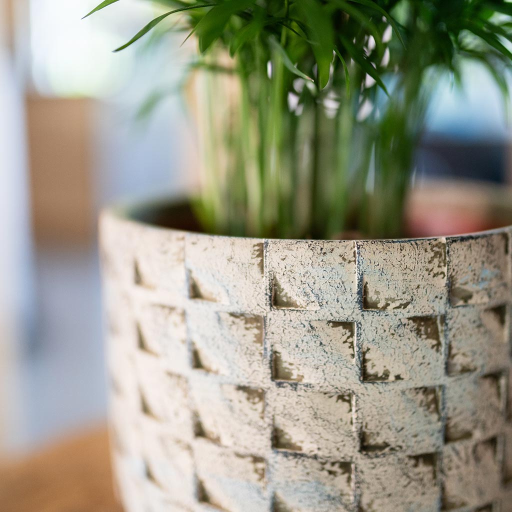Jim Plant Pot - Shell - Close Up