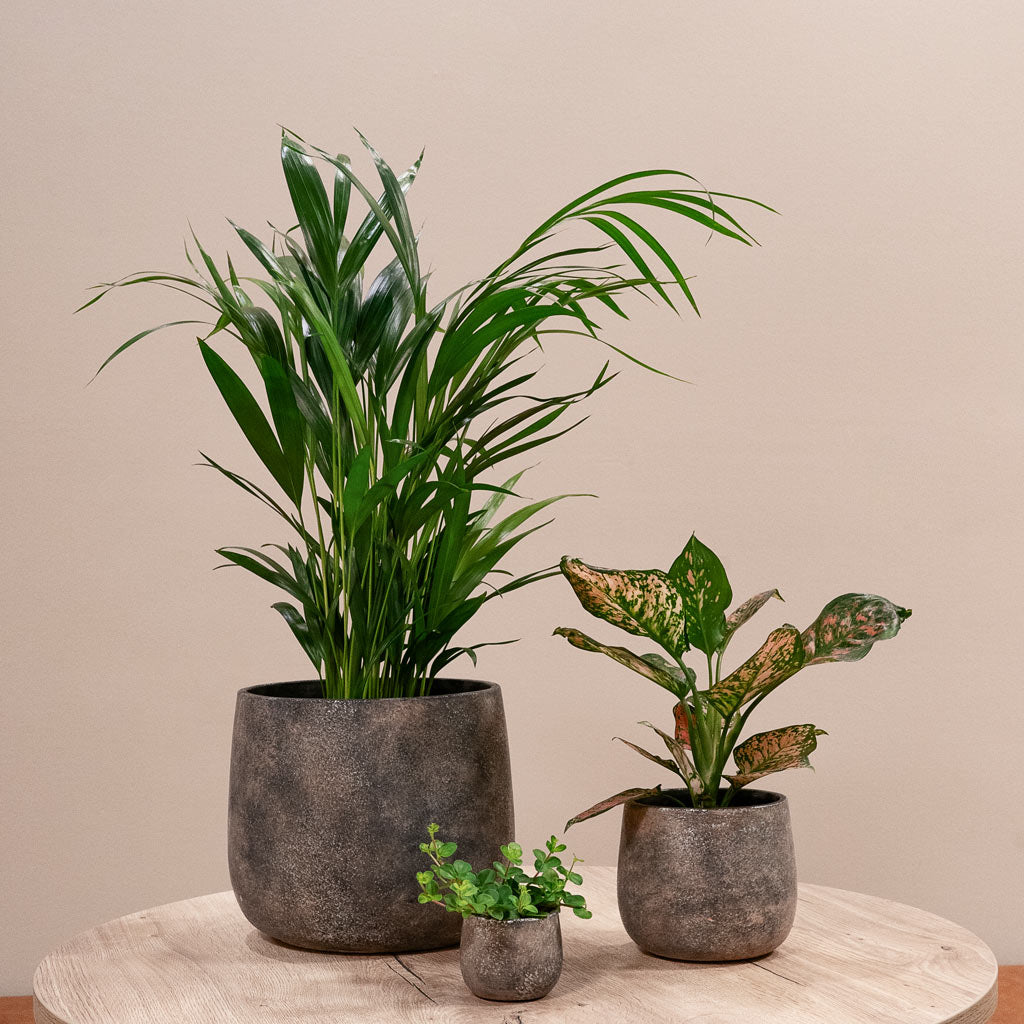 Areca Palm & Trailing Jade & Aglaonema In Jules Plant Pot Earth