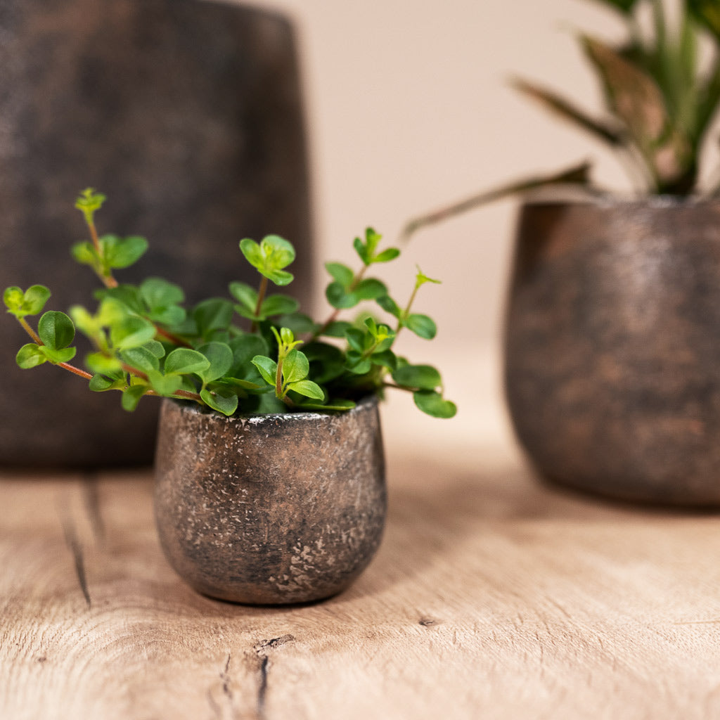 Peperomia Rotundifolia Trailing Jade In Kules Plant Pot Earth