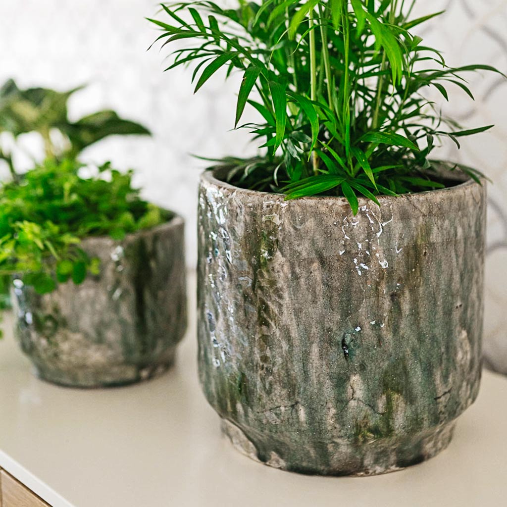 Parlour Palm In Julian Plant Pot Moss Green