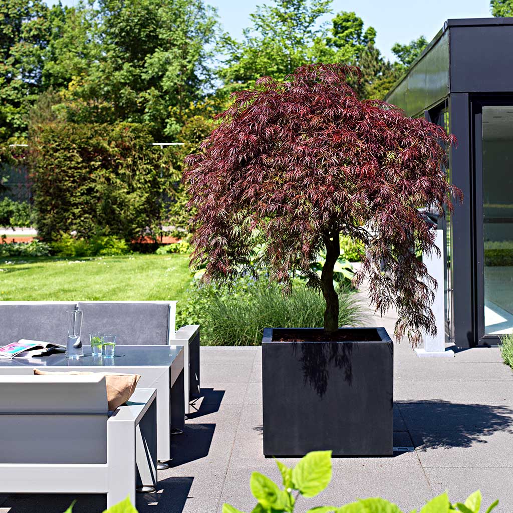 Jumbo Cube Natural Planter Black & Acer Outdoor Tree
