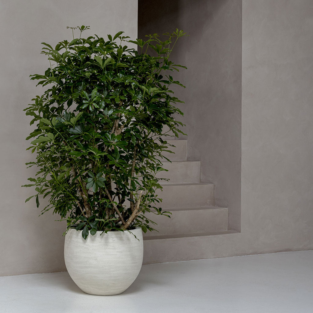 Jumbo Orb Planter Ivory Washed