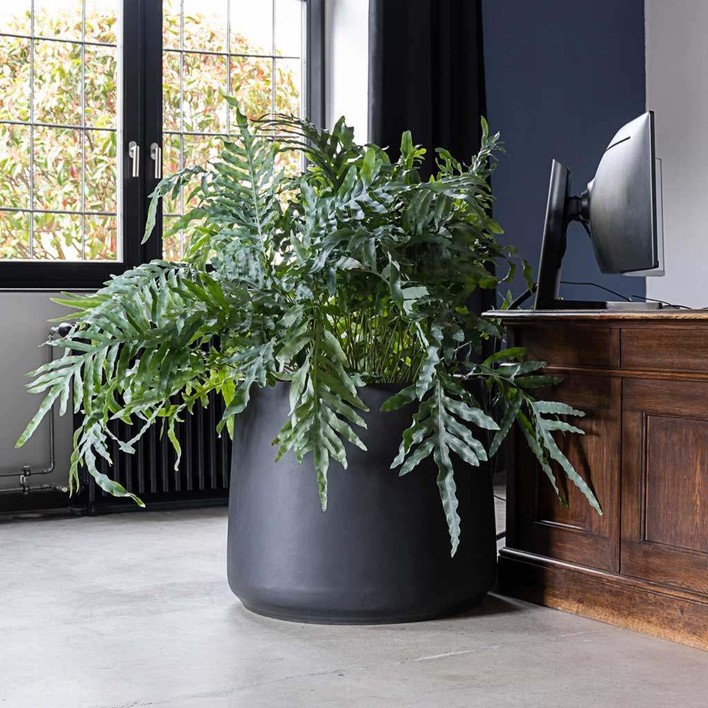 Jumbo Patt Natural Planter Black Statement Planter