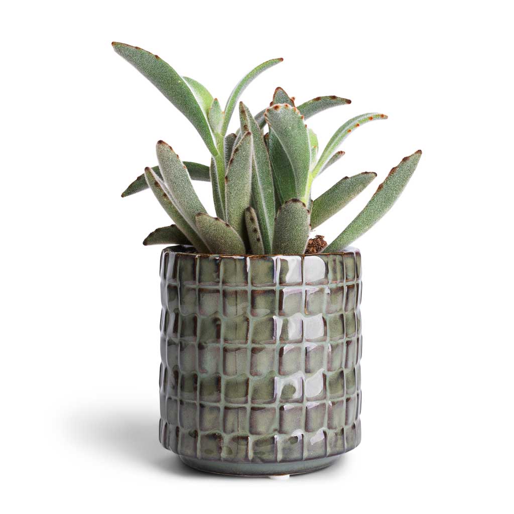 Kalanchoe tomentosa - Panda Plant & Stian Plant Pot - Moss Green