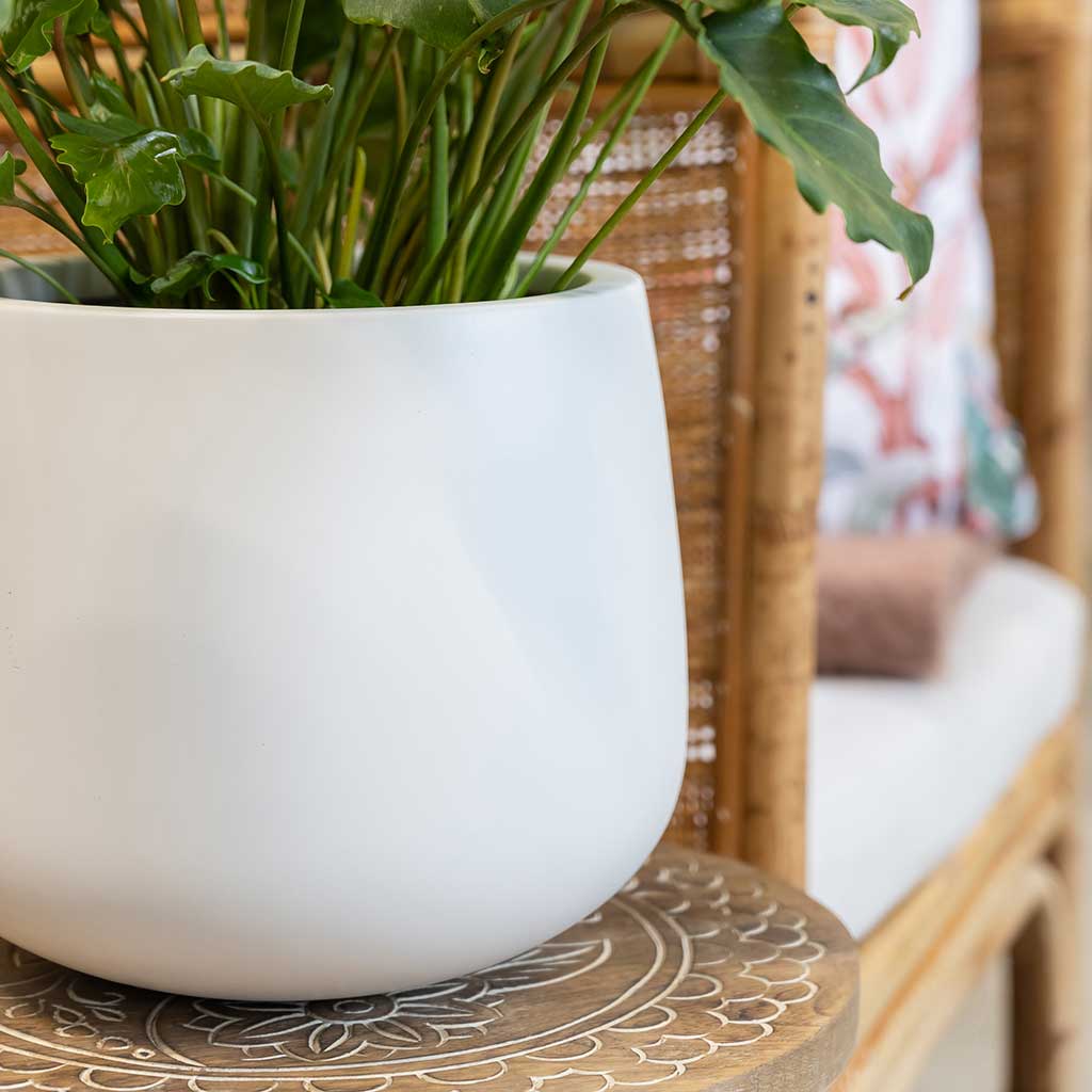 Kevan Plant Pot Matt White Philodendron Plant