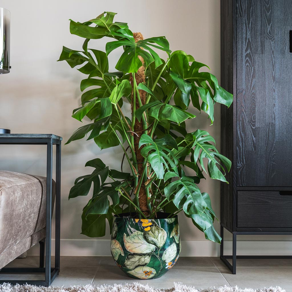 Monstera Deliciosa Moss Pole In Lammie Plant pot Bee Green