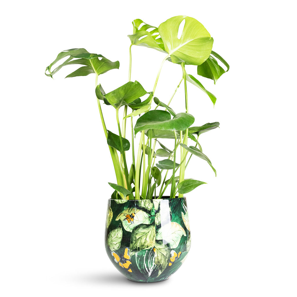 Lammie Pot Bee Green - 24x21cm In Monstera deliciosa - 17x60cm