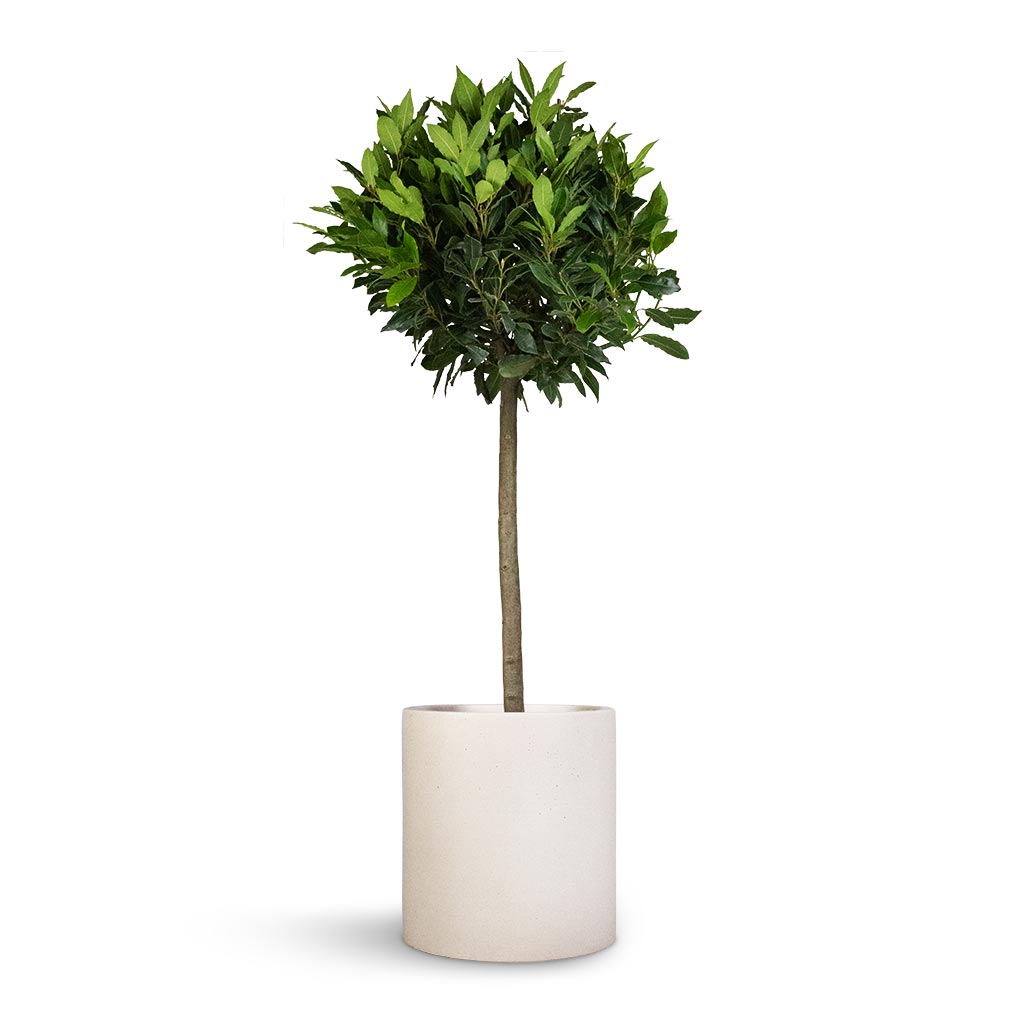 Laurus nobilis - Bay Tree & Max Refined Planter - Natural White