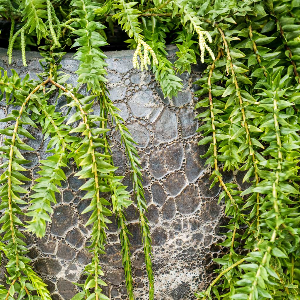 Lava Balloon Relic Planter - Black & Trailing Plant