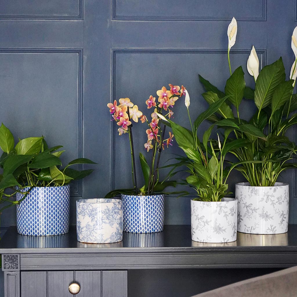 Lazzaro Plant Pot - Vintage Bird & Collection