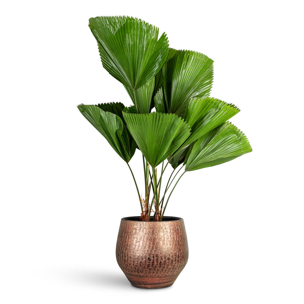 Licuala grandis Ruffled Fan Palm 25x110cm House Plant In Rafael Pot Copper 36x32cm