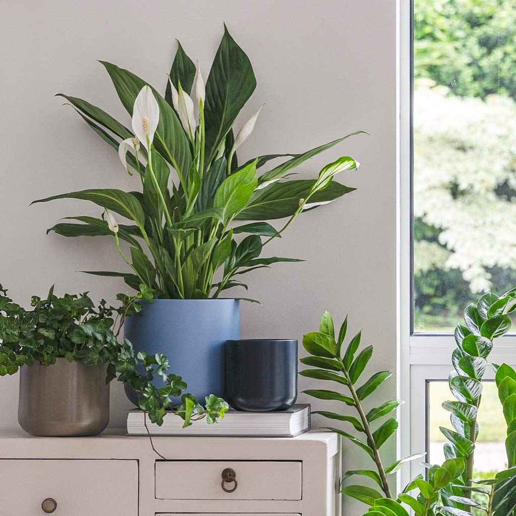 Peace Lily In Lisbon Plant Pot Powder Blue