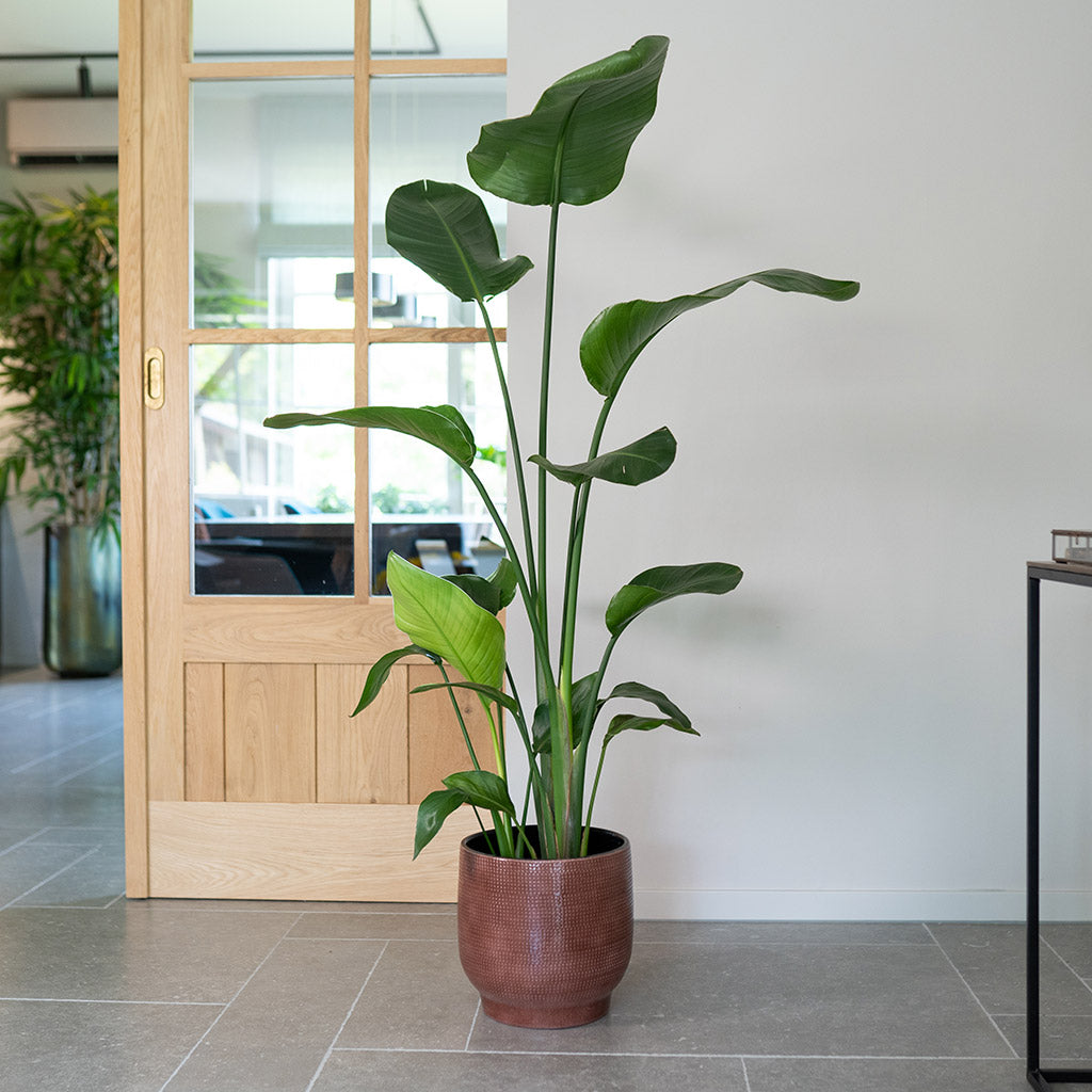 Lykke Plant Pot - Chestnut Blush & Strelitzia