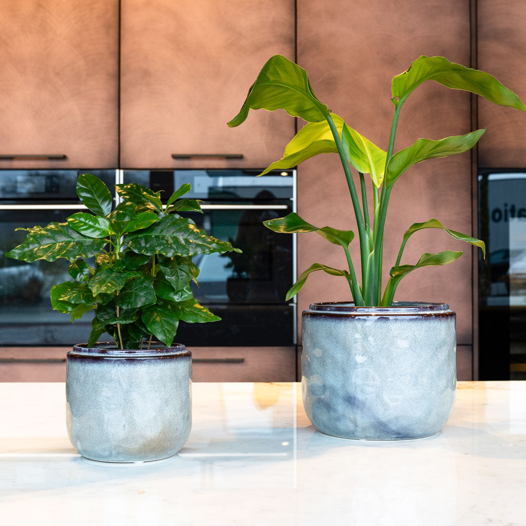 Strelitzia & Coffea Plant In Mabel Ice Blue