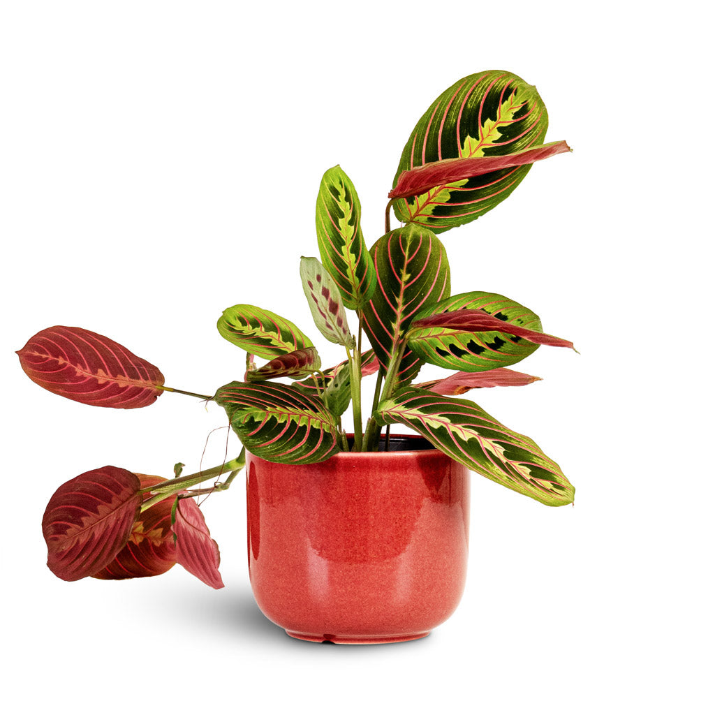 Maranta erythroneura - Herringbone Plant 12 x 35cm in Nine Plant Pot - Blush Pink - 14 x 12cm
