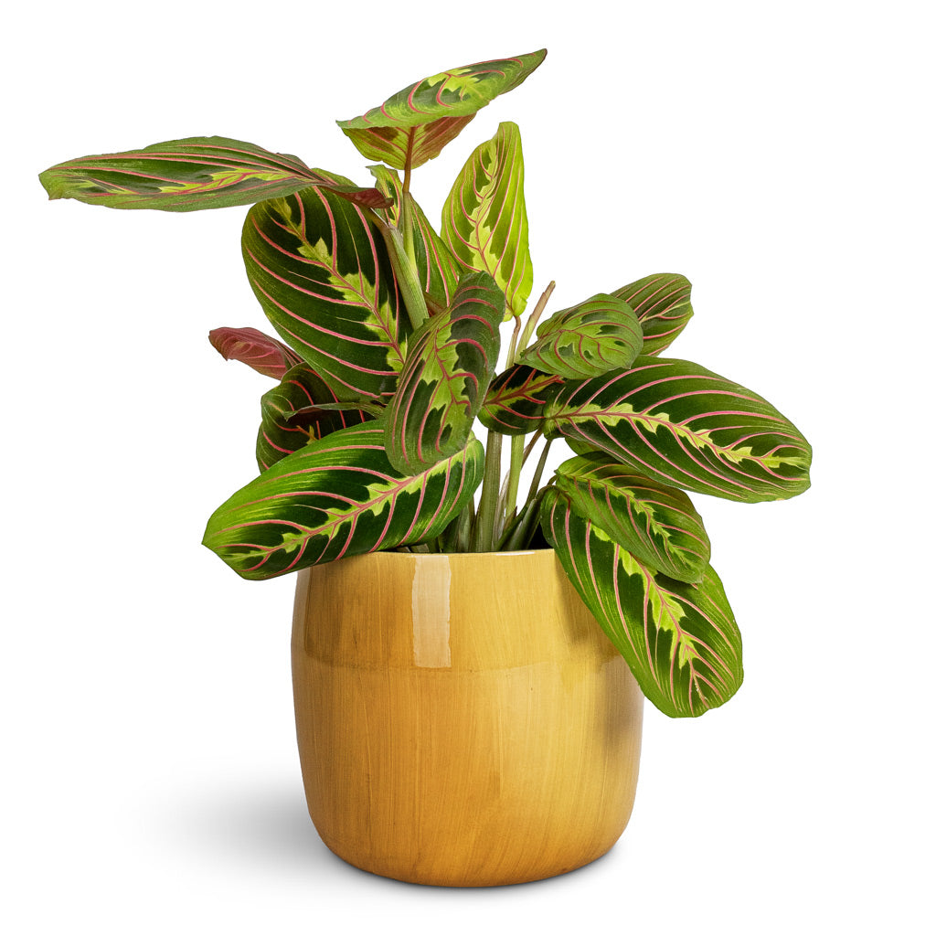 Maranta leuconeura var. erythroneura Herringbone Plant - 12x35cm & Babet plant Pot Camel - 17x14cm