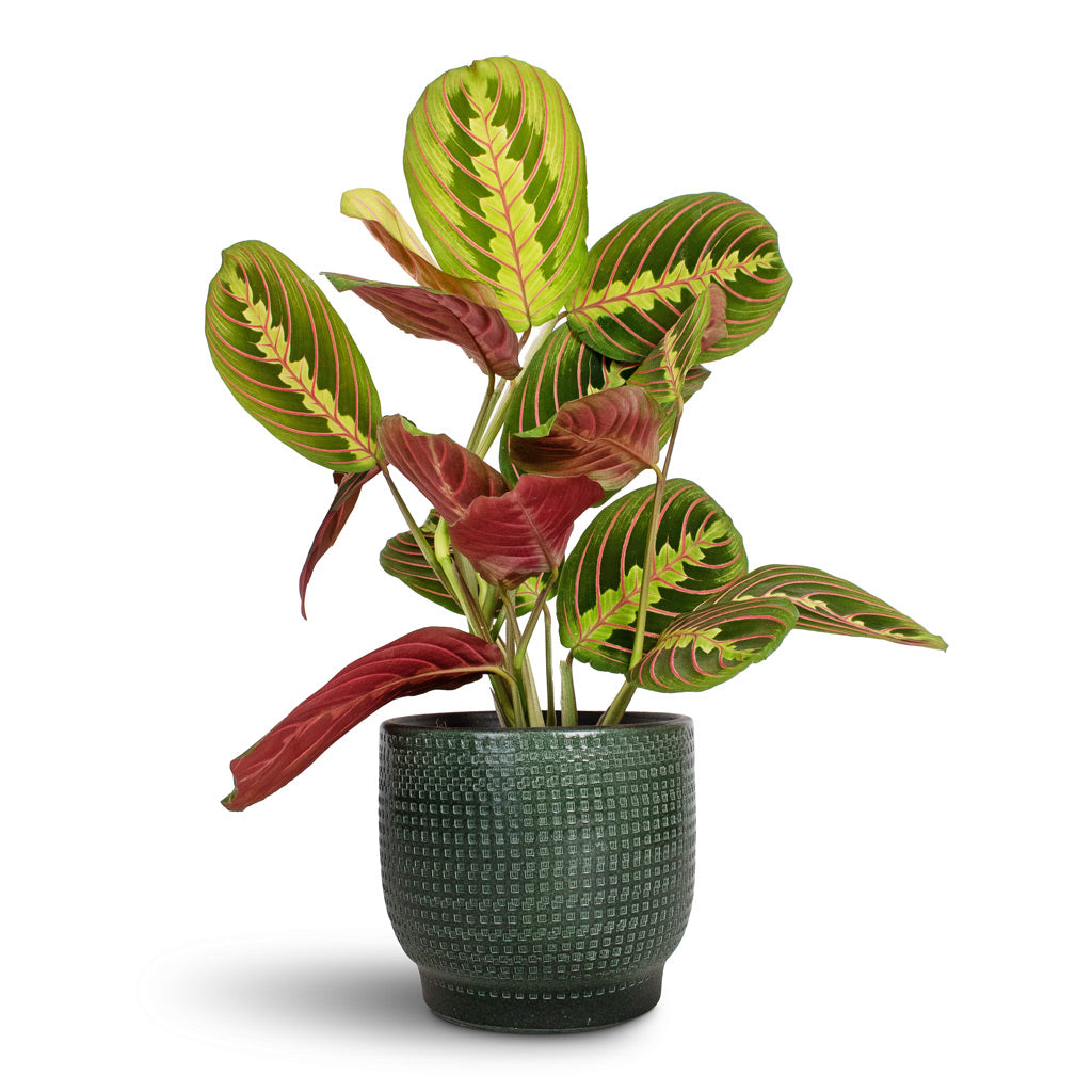 Maranta leuconeura var. erythroneura Herringbone Plant - 12x35cm & Lykke Plant Pot Sage - 15x13cm