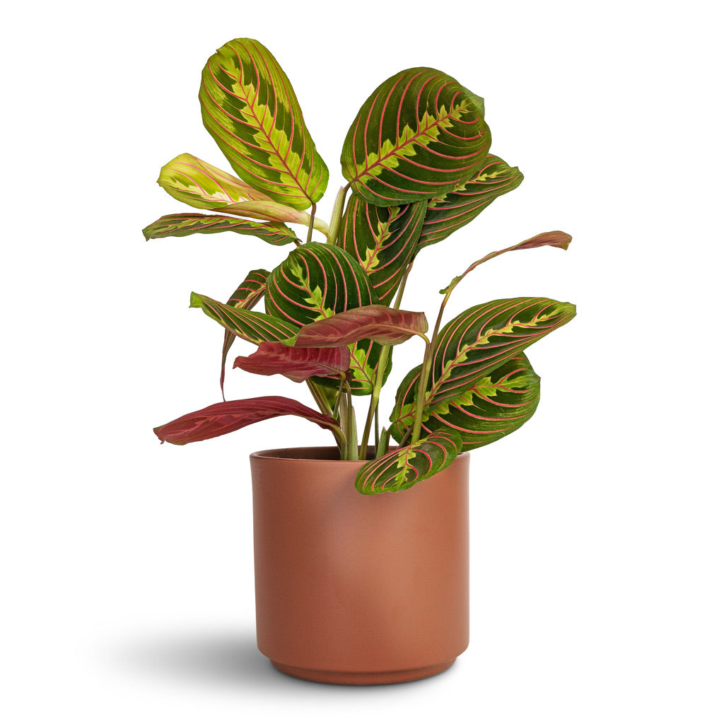 Maranta leuconeura var. erythroneura Herringbone Plant - 12x35cm & Prague plant pot Mocha - 16x14.5cm