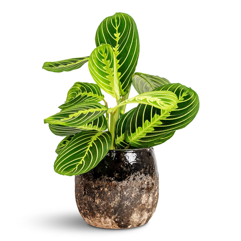 Maranta leuconeura var. erythroneura Lemon Lime - 12x35cm & Lindy Plant Pot Black - 16x13cm