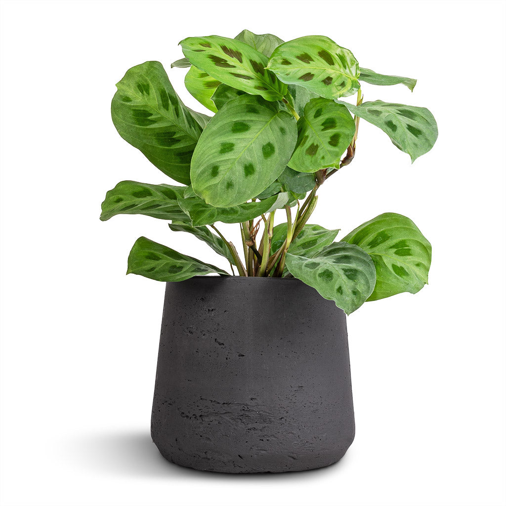 Maranta leuconeura var. kerchoveana - Rabbit's Foot & Patt Plant Pot - Black Washed
