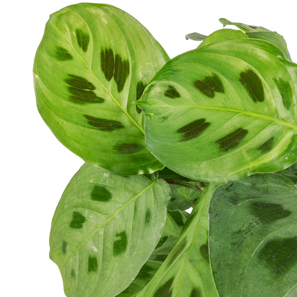 Maranta leuconeura var. kerchoveana - Rabbit's Foot - Leaves