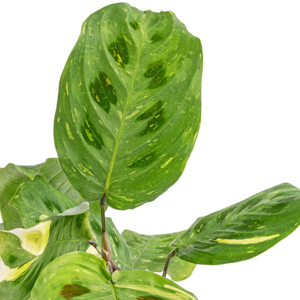 Maranta leuconeura var. kerchoveana - Variegated Rabbit's Foot - Close Up