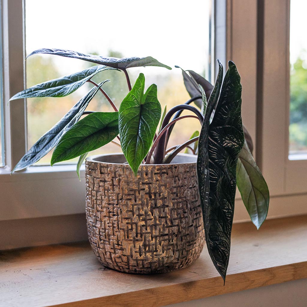 Maxim Shiny Sand Plant Pot On Window Sill