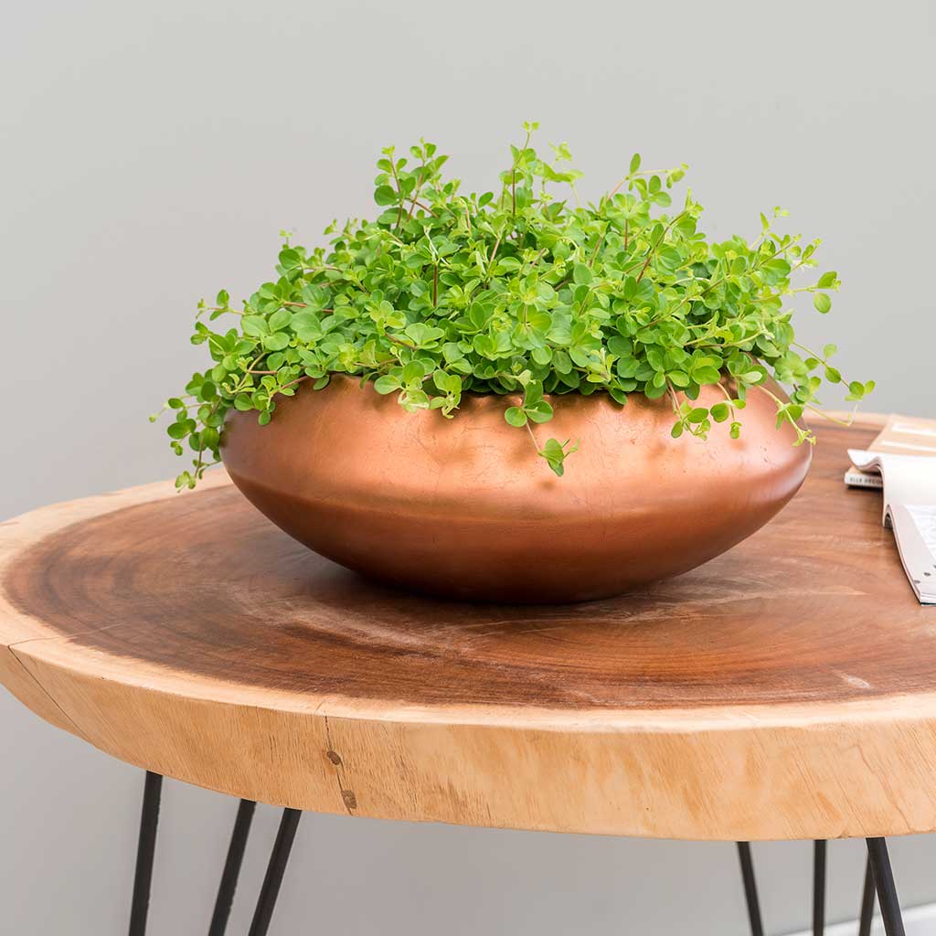 Metallic UFO Plant Bowl Matt Copper & Trailing Jade Plant