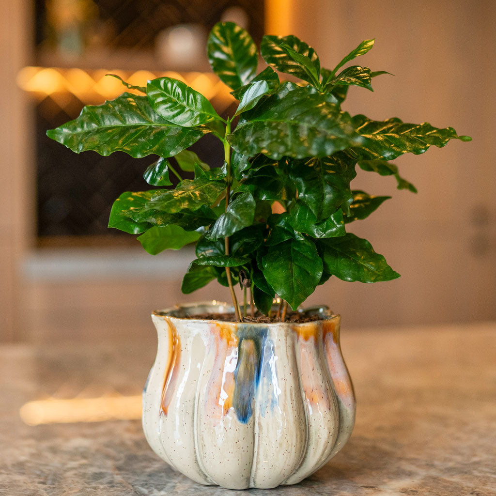 Coffea Plant In Molly Plant Pot Aquarel