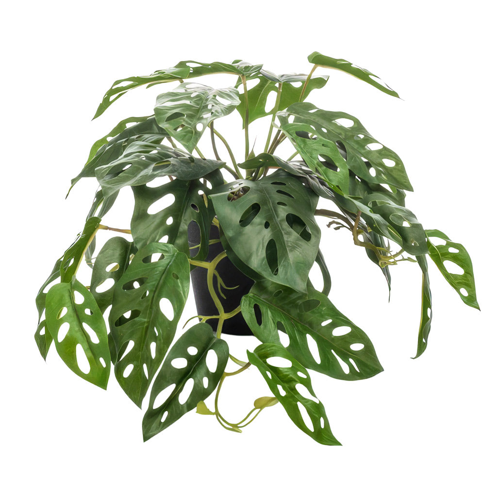 Monstera Monkey Mask Potted 55cm Artificial
