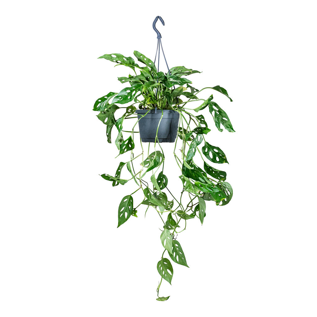 Monstera adansonii Monkey Mask 17x40cm