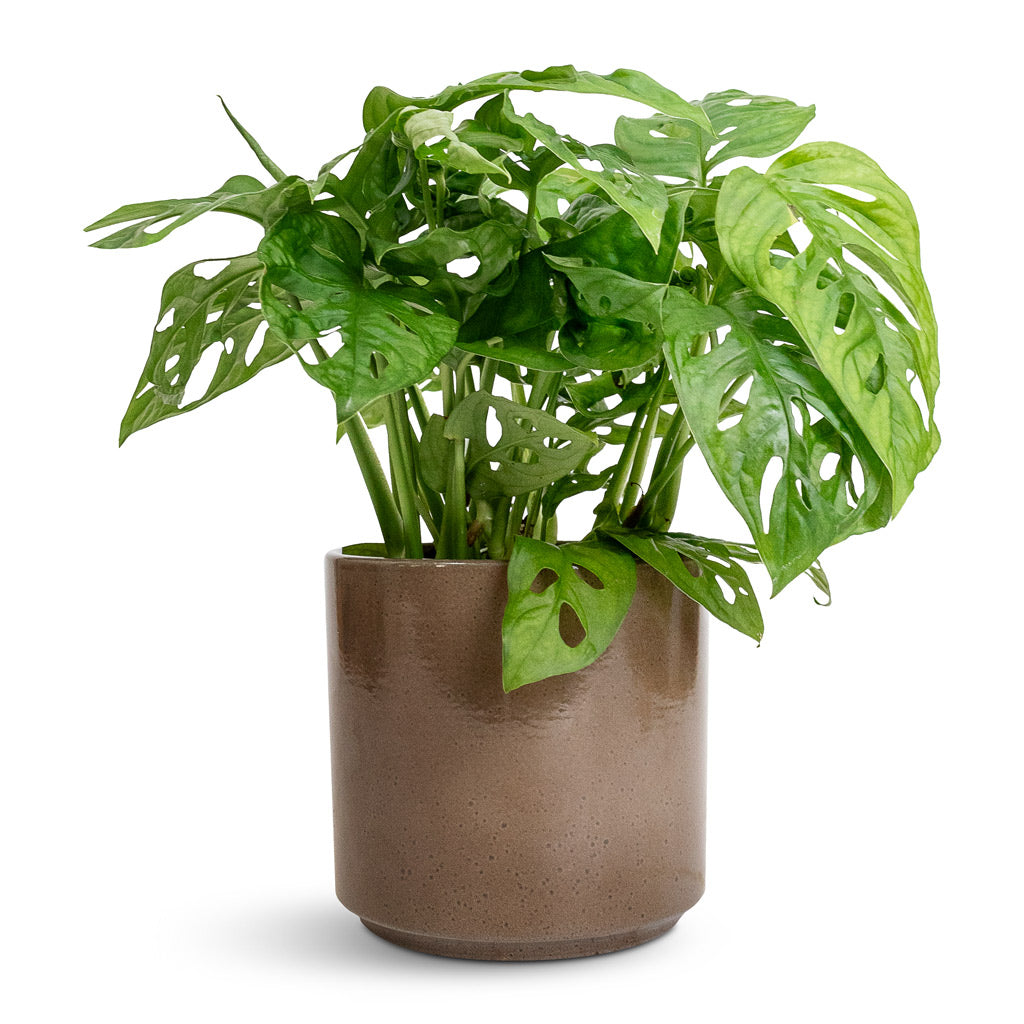 Monstera adansonii - Philodendron Monkey Mask & Remmi Glaze Plant Pot - Mocha
