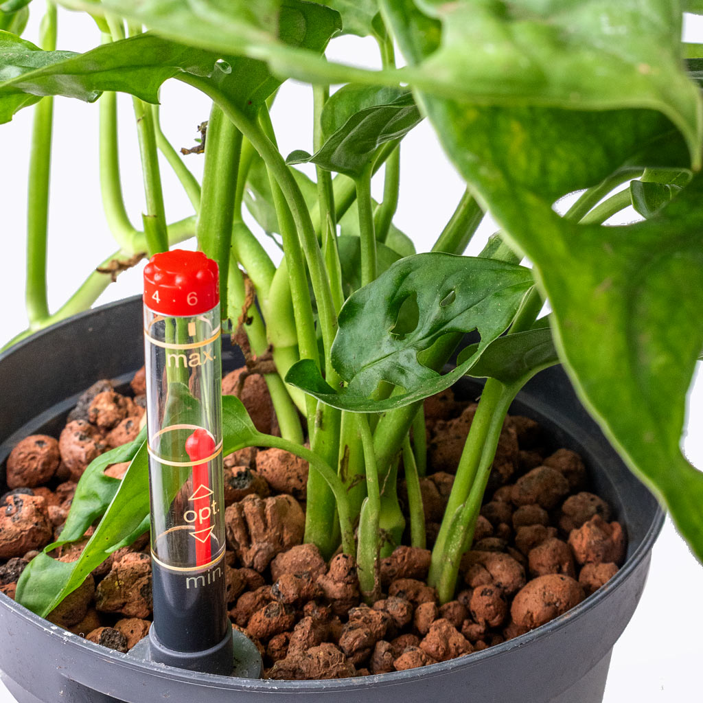 Monstera adansonii - Philodendron Monkey Mask - HydroCare - 15/19 x 40cm