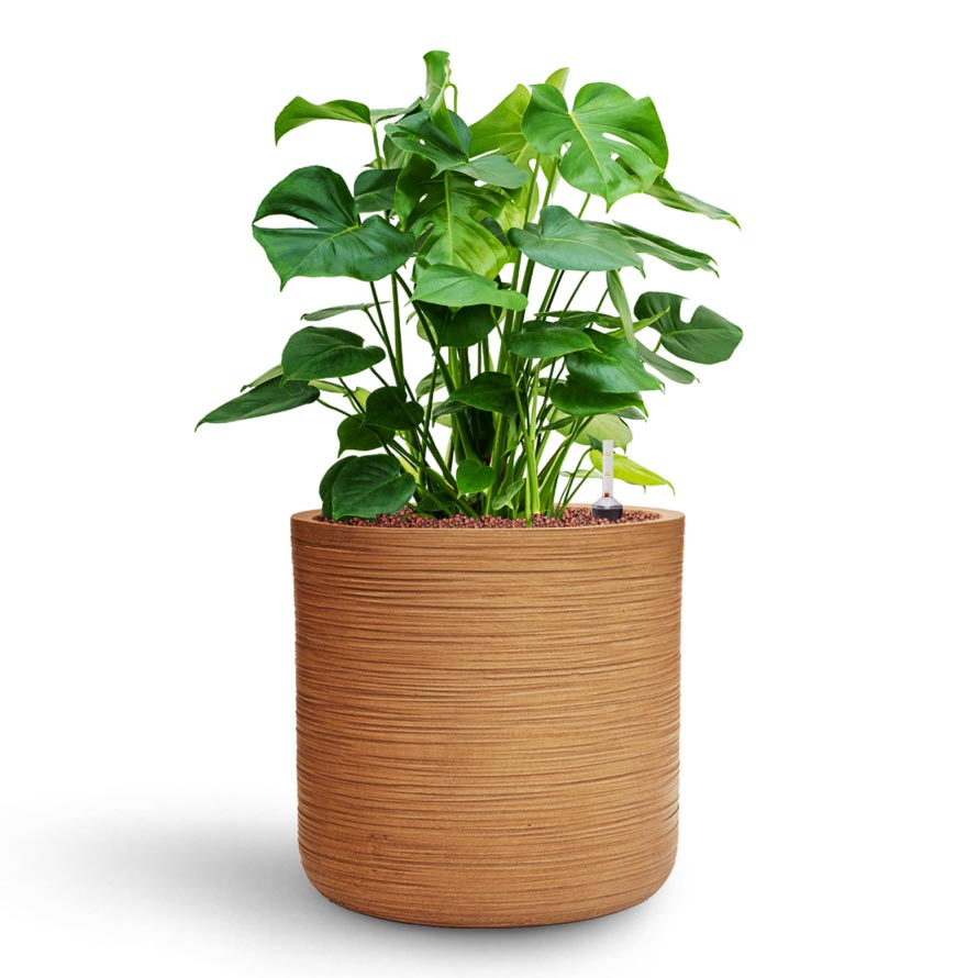 Monstera deliciosa - HydroCare & Dune Cylinder Planter - Almond