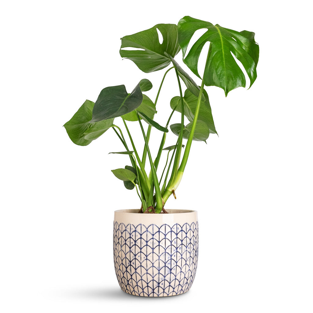 Monstera deliciosa In Geo Pot Creme Blue