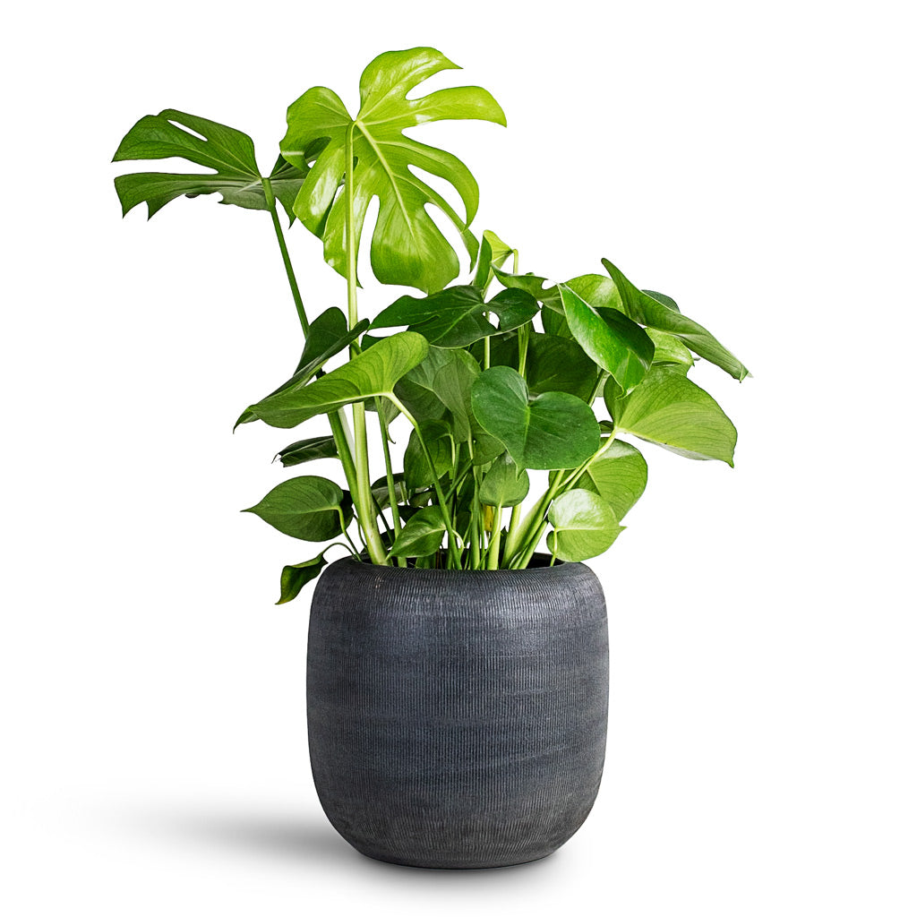 Monstera deliciosa - 21x70cm House Plant in Roxan Pot Anthracite - 31x30cm