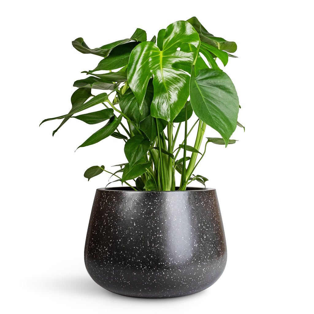 Monstera deliciosa - 21x70cm In Terrazzo Darcy Planter Black - 37x32cm