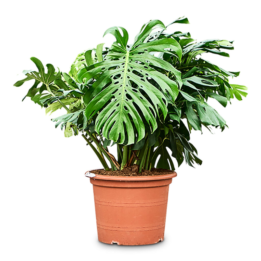 Monstera deliciosa 50x130cm