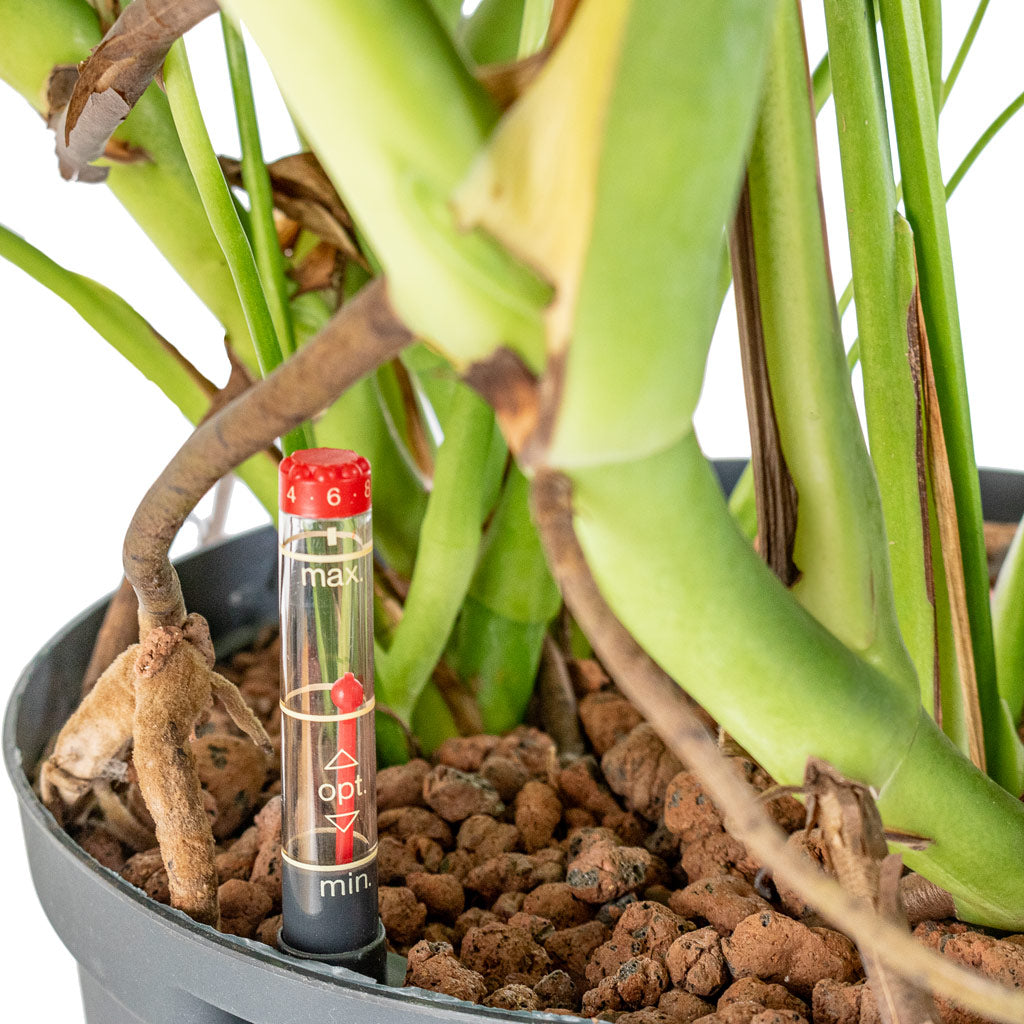 Monstera deliciosa - HydroCare