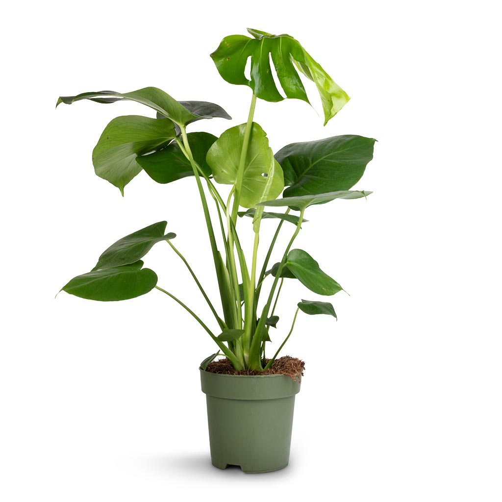 Monstera deliciosa - Swiss Cheese Plant - 17 x 65cm