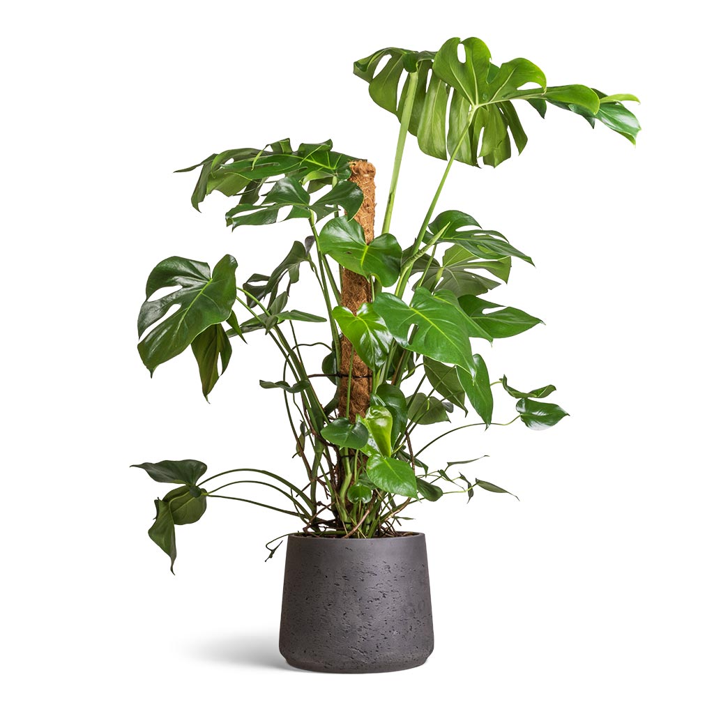 Monstera deliciosa - Swiss Cheese Plant - Moss Pole & Patt Plant Pot - Black Washed