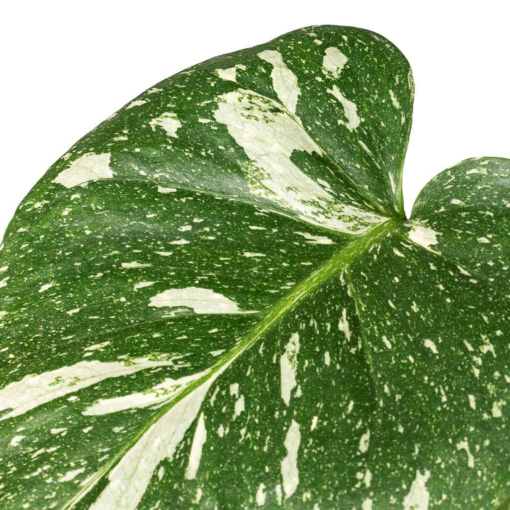 Monstera deliciosa Variegated Swiss Cheese Plant Close Up of leaves Monstera Thai Constellation