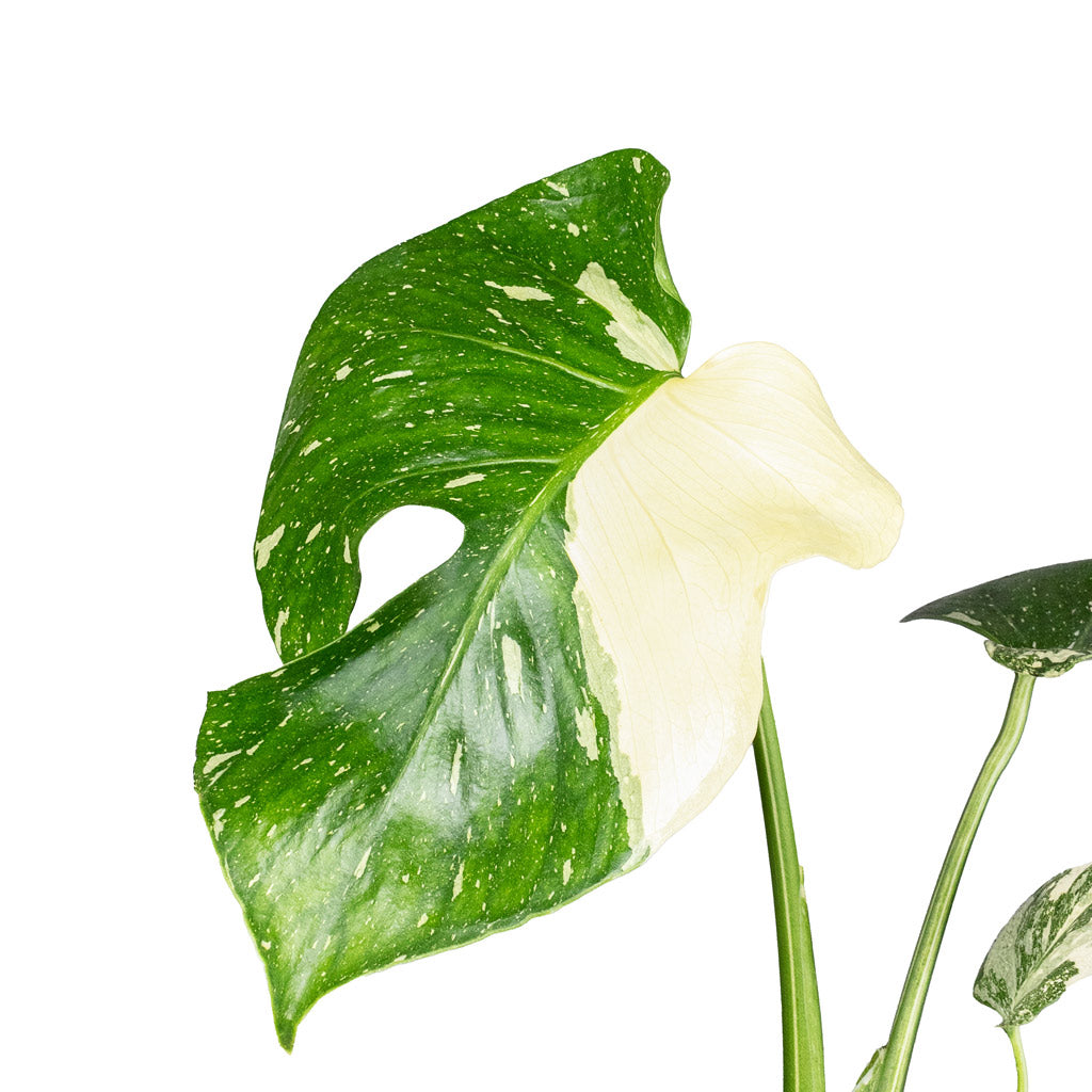 Monstera deliciosa Variegated Swiss Cheese Plant Close Up of leaves Monstera Thai Constellation