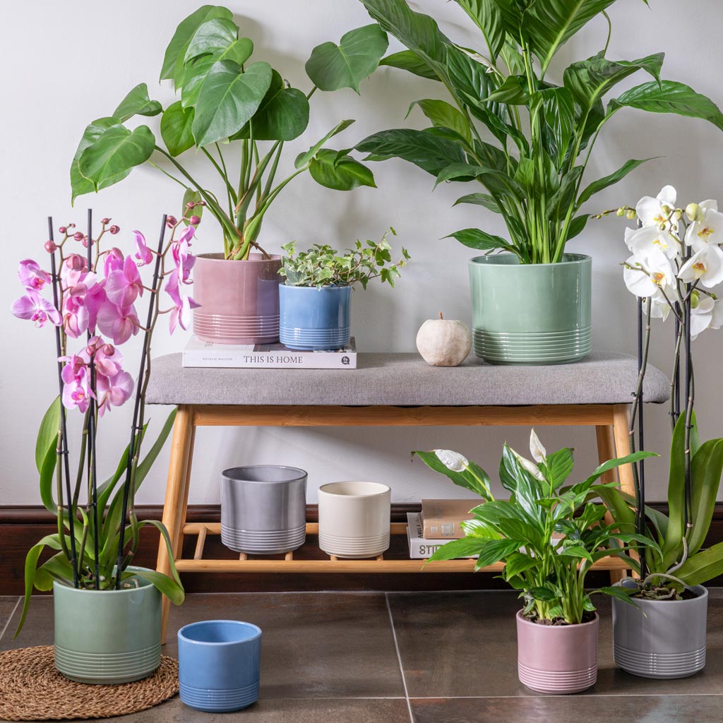 Munich pots with a range of house plants