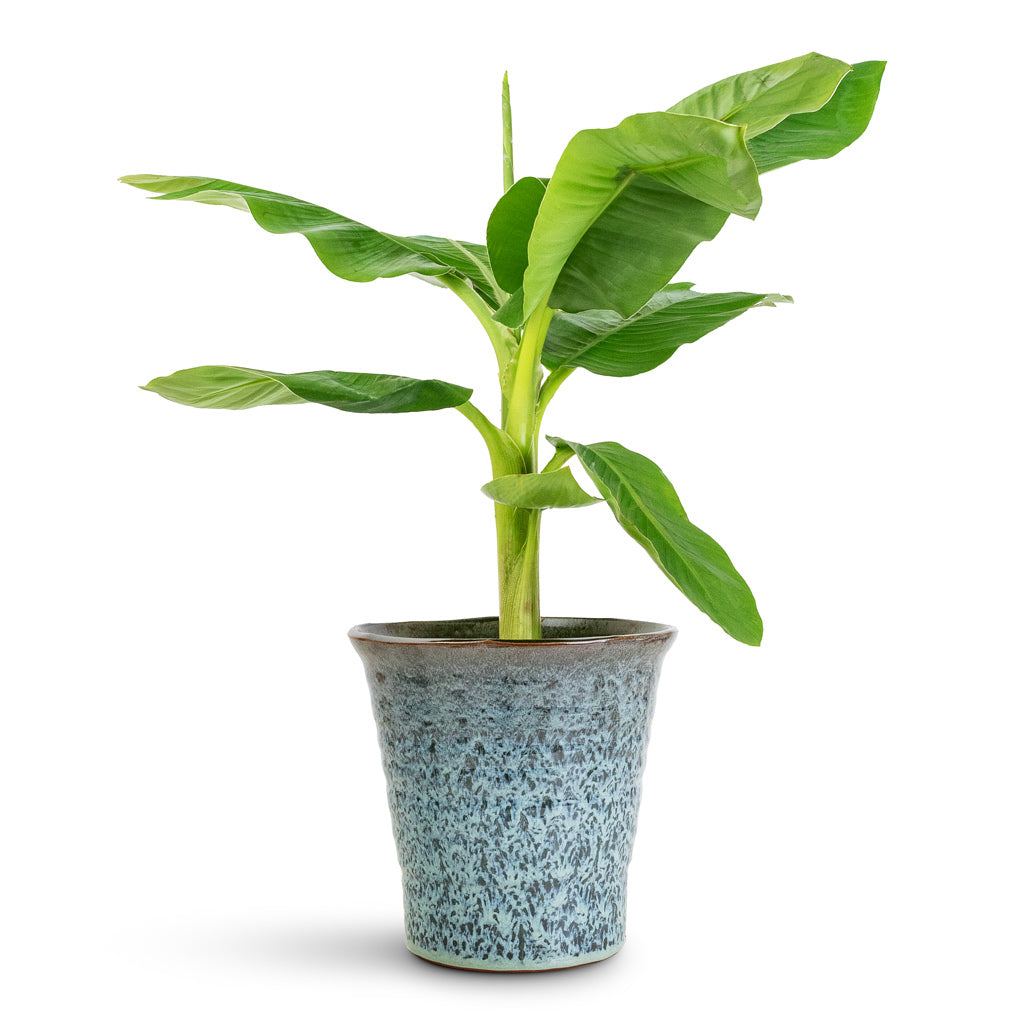 Musa Dwarf Cavendish - 17x60cm In Vallo Pot Sea Blue - 18.5x17.5cm