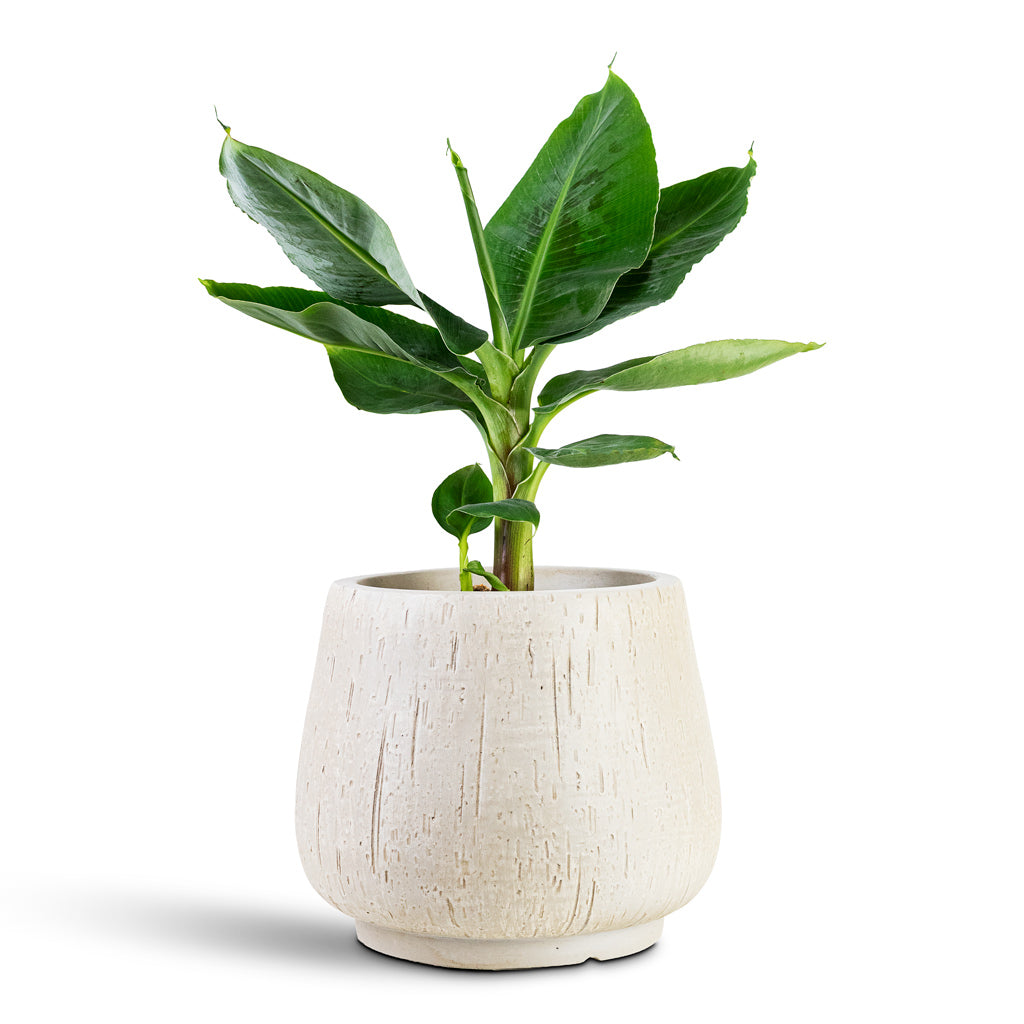 Musa Tropicana House Plant In Raindrop Rounded Darcy Planter Stone