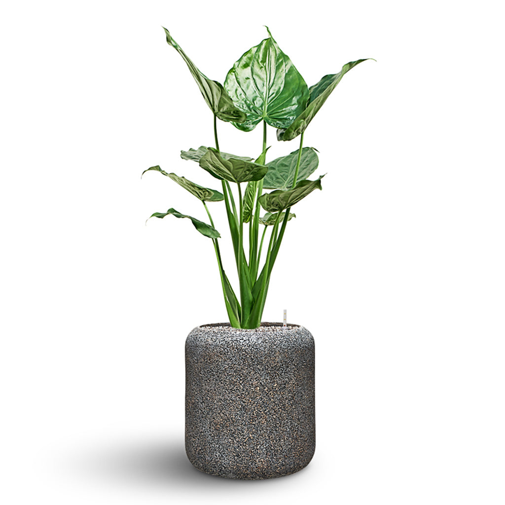 Naturescast Cylinder Planter - Grey & Alocasia